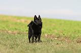 SCHIPPERKE 475